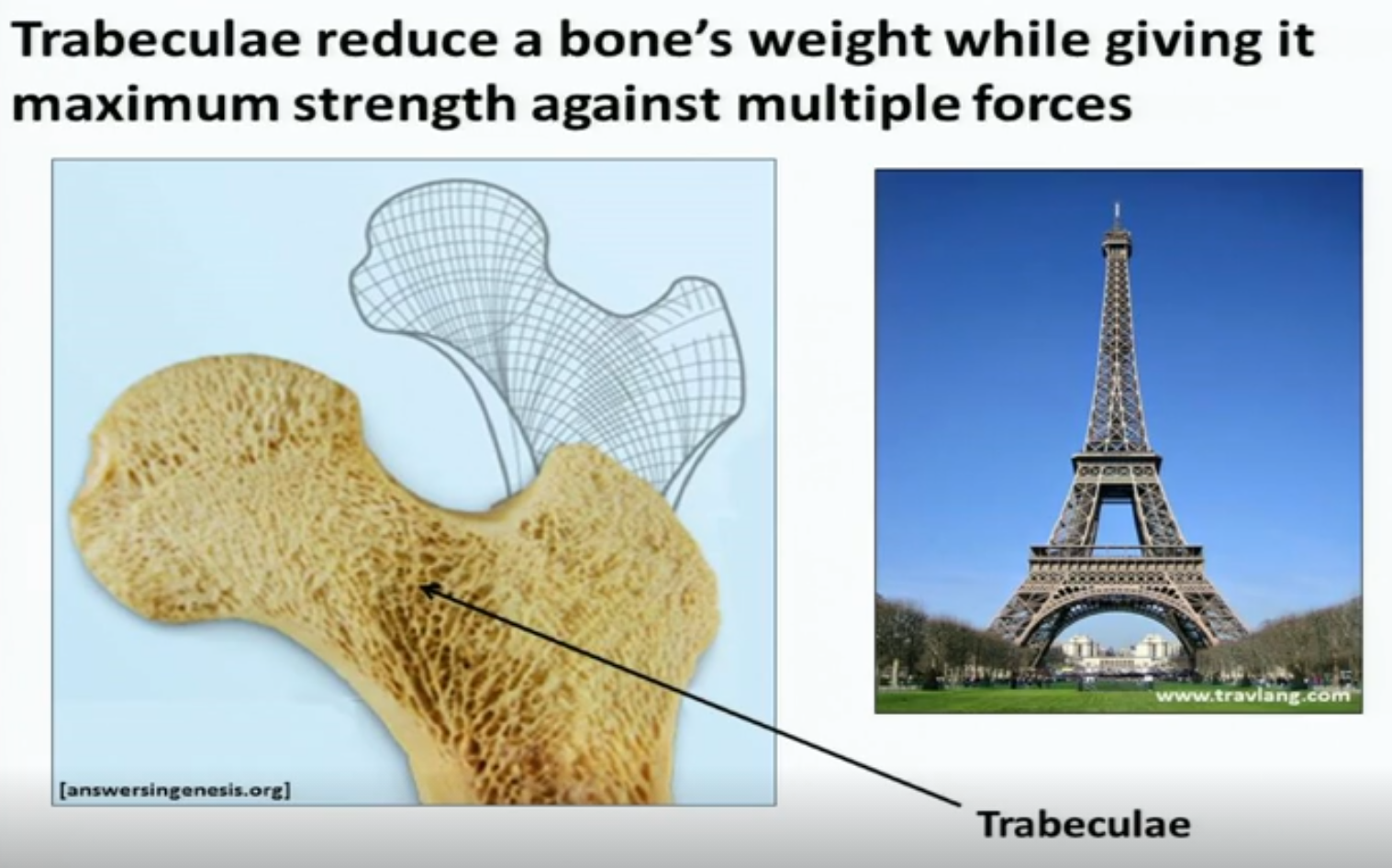 gray slide image with the title Trabeculae and the following bullet points: Cancellous bone, anastomosing bony spicules, mathematically precise alingment, strength during tension/compression, discoverd in 1850s, inspired Eiffel Tower design.