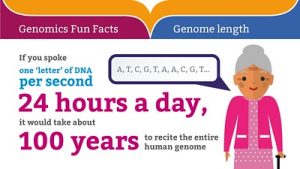 Genomic fun facts: "if you spoke one letter of DNA per second 24 hours a day it would take about 100 years to recite the entire human genome