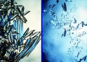 An example of protein crystals grown in microgravity. The bovine insulin crystals on the left were grown in space, while those on the right formed on Earth. Protein crystals grow much larger in the absence of gravity, making it easier to analyze a protein’s structure.