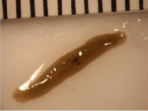 One of the 15 pharynx fragments which had been manually amputated on Earth prior to the launch. After returning from space, the fragment above regenerated into an extremely rare double-headed flatworm. A flatworm is a simple bilateral invertebrate organism with a flattened body structure.