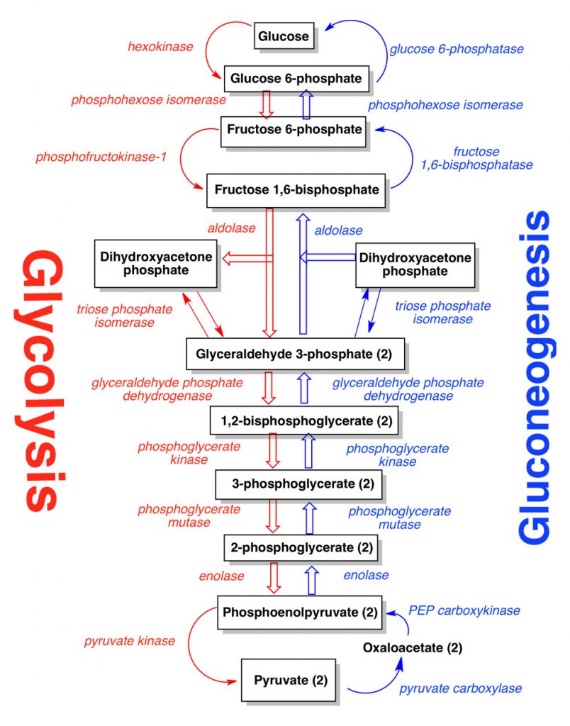 Diagram shows the biosynthesis of glucose from pyruvate through the use of reversible glycolytic enzymes plus 3 gluconeogenesis-specific enzymes.