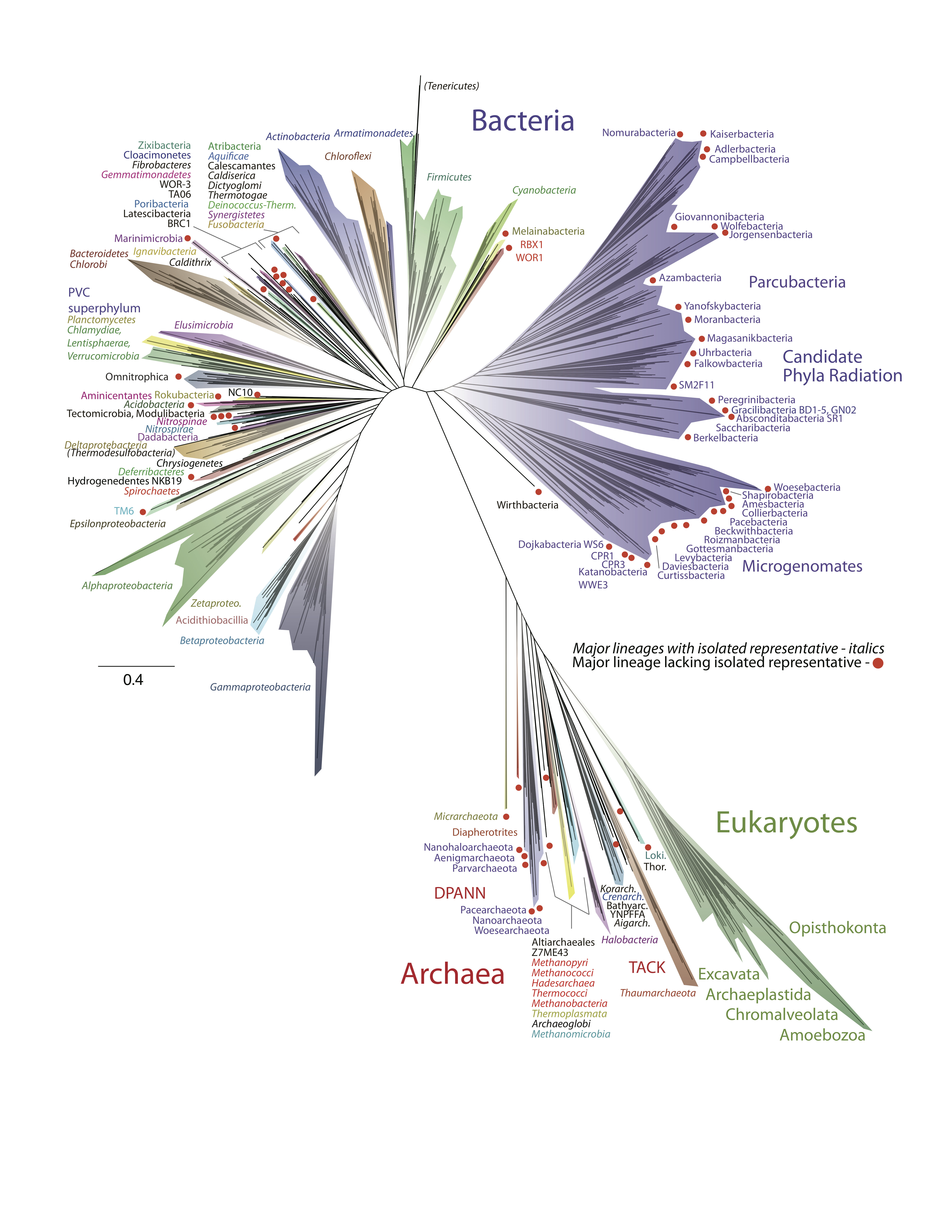 Figure shows An updated tree of life with Archaea at the bottom, along with the Eukaryotes, which emerge from within the archaea.