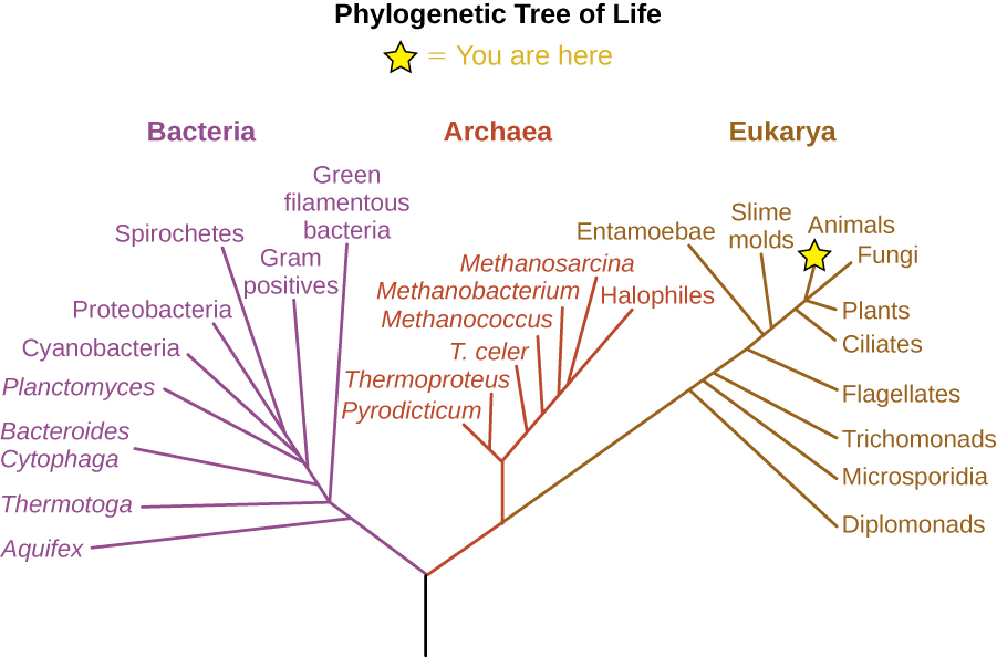 Traditional 3-domain tree of life