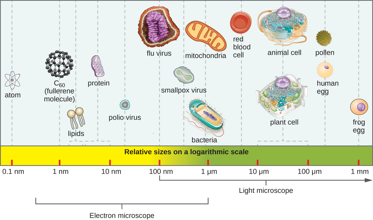 The relative sizes of various microscopic and non-microscopic objects. Objects smaller 100 µm are only visible with a microscope. The typical plant or animal cell is approximately 10-100 µm, while a typical bacterium is roughly 10 times smaller, at approximately 1 µm. Ten times smaller again is a typical virus at 100 nm.