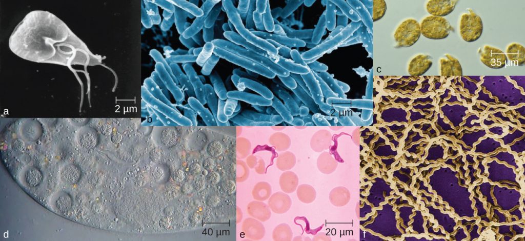 Photos of various microorganisms varying in size and morphology.