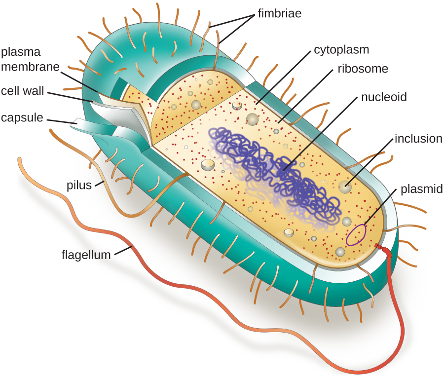Picture of a typical rod-shaped prokaryotic cell with the major structures labelled.