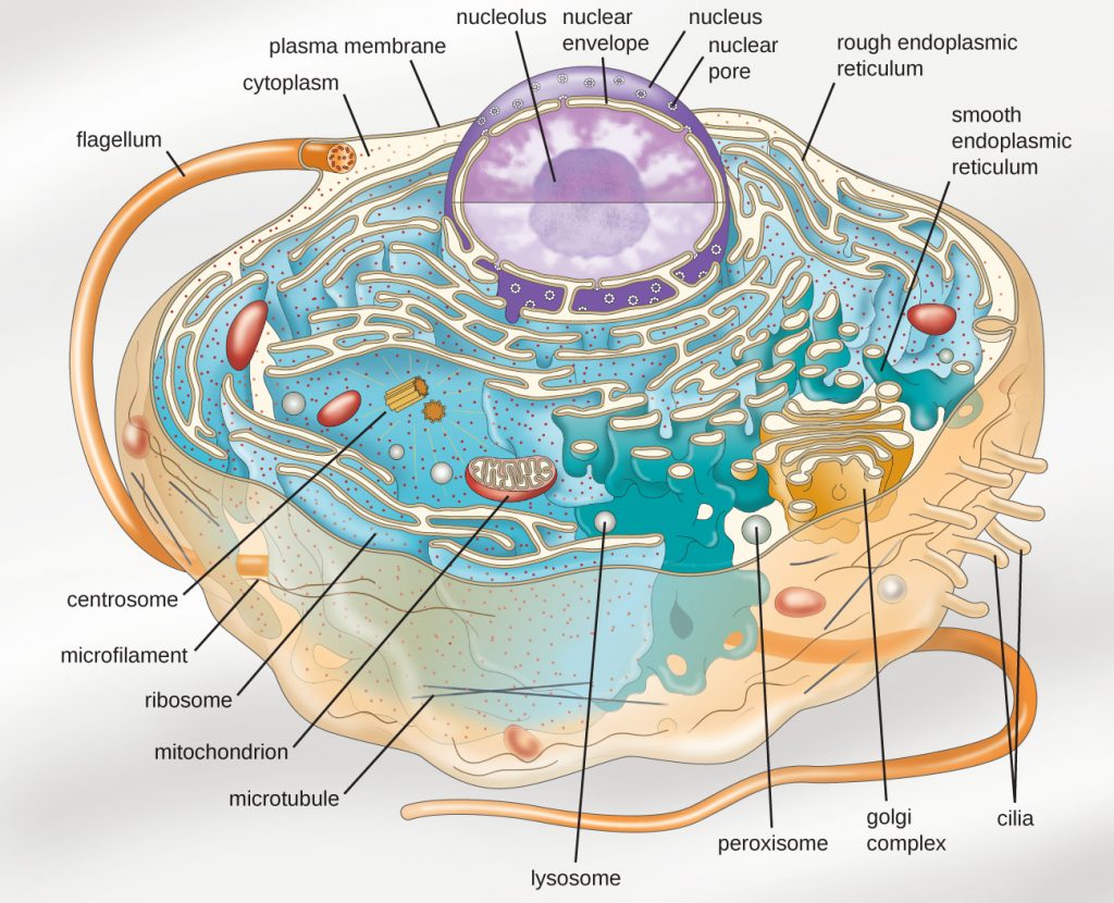 A diagram depicting the ultrastructure of a generalized single-celled eukaryotic organism.