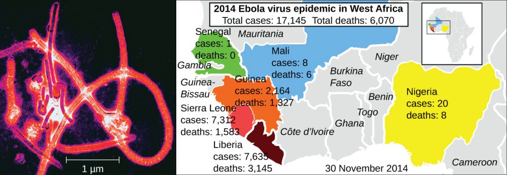 An electron micrograph of Ebola virus and a map depicting the countries of West Africa affected by the Ebola outbreak of 2014.
