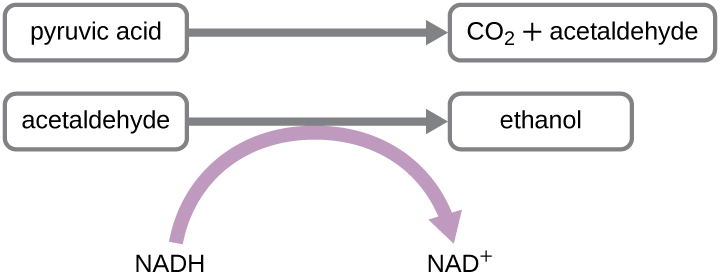 Pyruvic acid is converted to CO2 and acetaldehyde. Acetaldehyde is converted to ethanol; in this process NADH is converted to NAD+