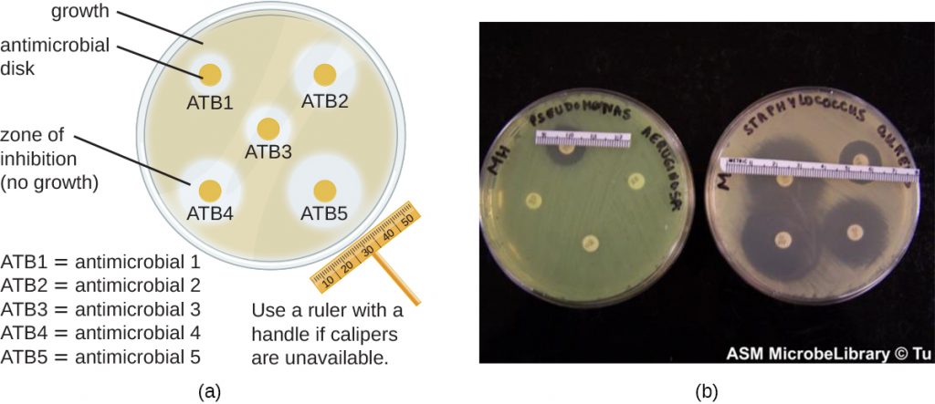 A) A drawing of a plate covered in bacteria. On the plate are 5 small antimicrobial disks with clear areas around them. The clear areas are zones of inhibition where bacteria do not grow. The size of the zone can be measured with a ruler or calipers to determine the effectiveness of the antibiotic. B) A photograph showing plates with antimicrobial disks with zones of inhibition.