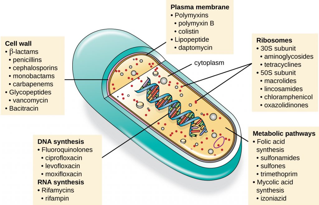 An illustration of the ultrastructure of a bacterial cell and the targets of the major classes of antibacterial compounds.