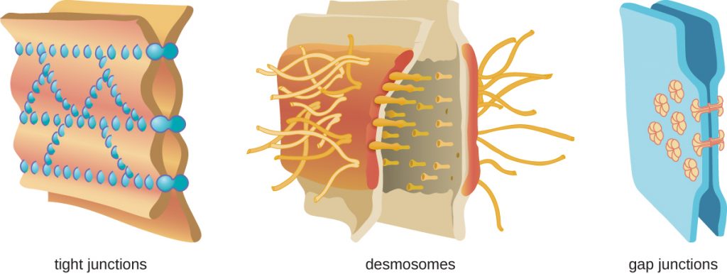 Tight junctions – two membranes connected with many spot welds in multiple lines. Desmosomes – two membranes with long strands weaving them together. Gap junctions – two membranes with a few spot welds each of which has a pore in the centre.