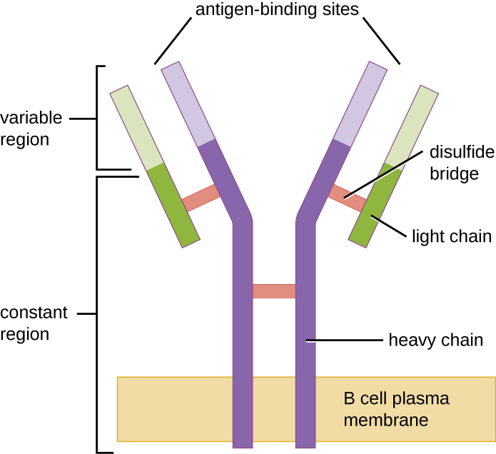 A diagram of a B cell receptor, the Fc end of which is embedded in the plasma membrane.