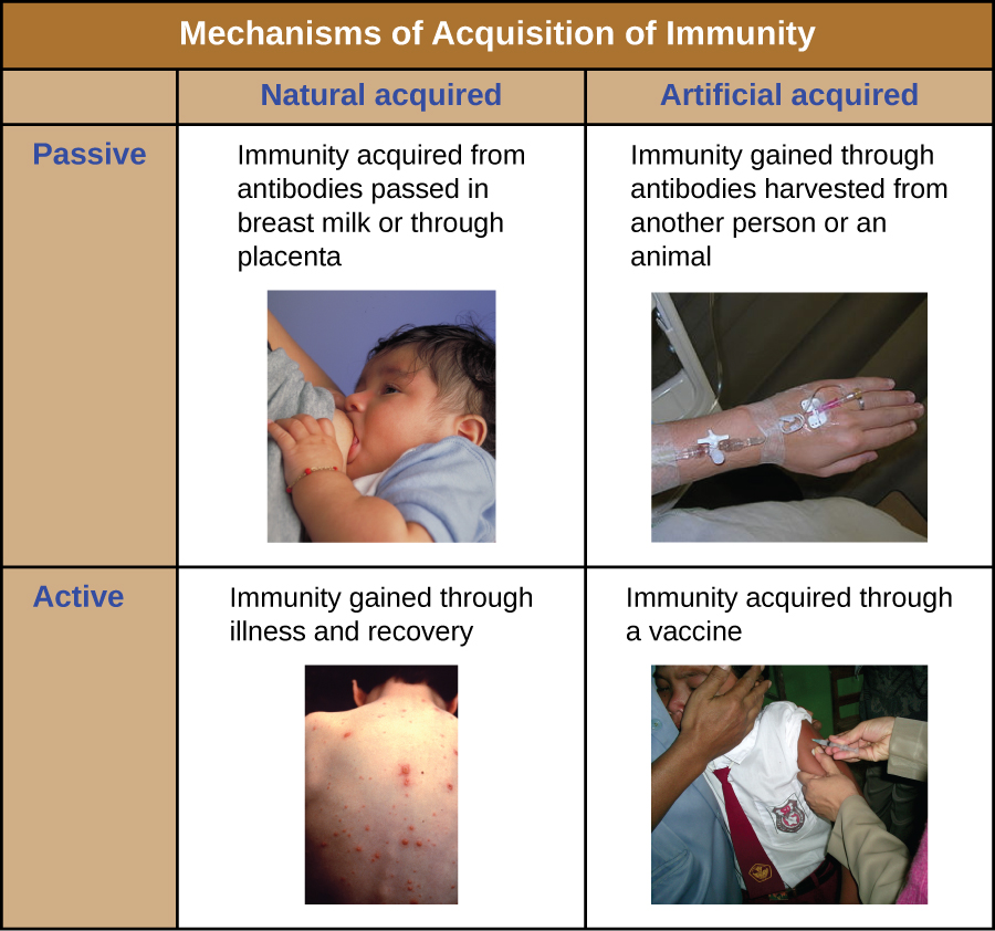 Table depicting the 4 mechanisms of acquiring immunity.