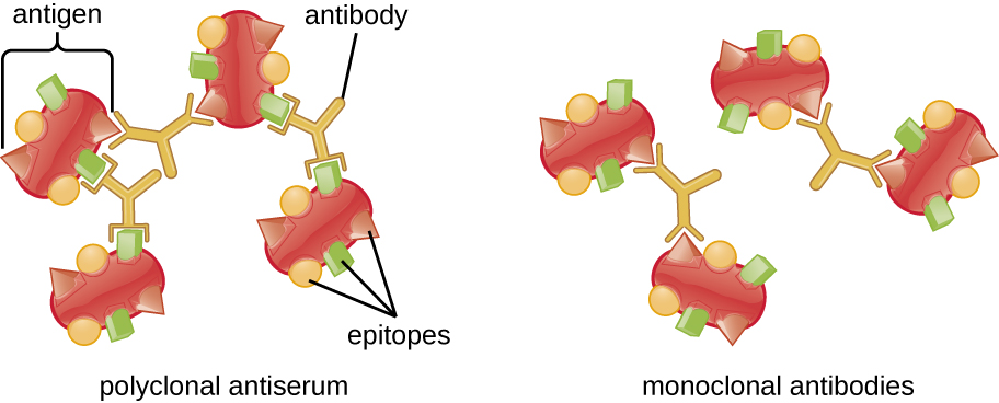 Figure depicting cross-bridging of polyclonal antibodies between antigens leading to precipitation.