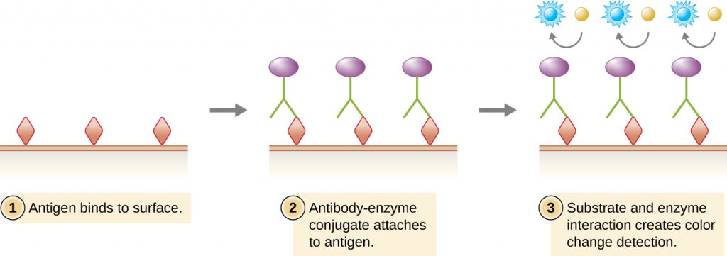 Viral antigens (drawn as diamonds) are attached to a surface. Antibodies (drawn as Y’s) with an enzyme conjugate (purple circle) attached to them bind to the viral antigens. A substrate (drawn as a blue circle) interacts with the enzyme on the antibody and changes colour for detection.