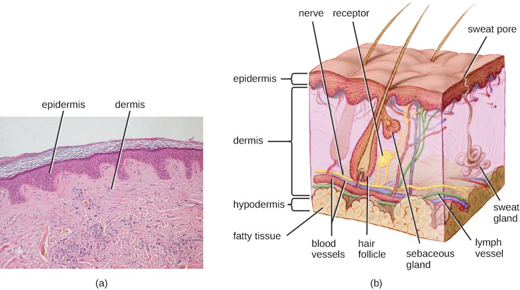 A micrograph and diagram depicting the different layers of human skin.