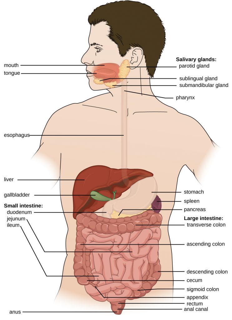 Diagram of the human digestive system.