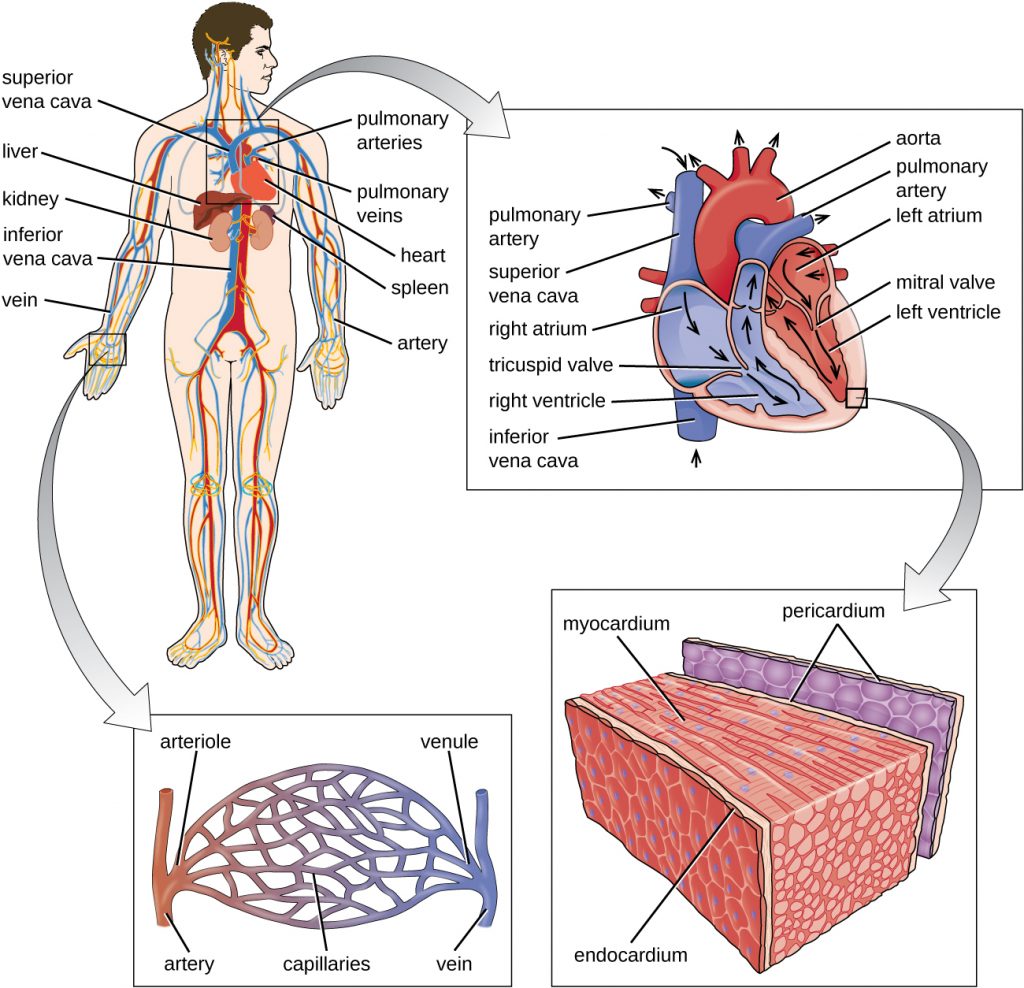 Diagram of the major components of the human circulatory system.