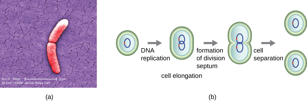 A) A micrograph of two rod shaped cells attached at their ends. B) A diagram of binary fission. First a cell replicates its DNA and elongates. Then, as the cell continues to elongate, each loop of DNA travels to one end or the other. The cell then starts to constrict in the centre. This results in two cells each containing a loop of DNA.