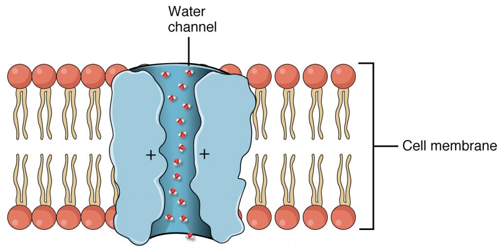 Facilitated diffusion. A diagram with a phospholipid bilayer (plasma membrane) in the middle of the image. Water molecules move through a trans-membrane protein channel according to osmosis