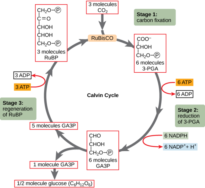 Figure depicting the three stages of the Calvin cycle, beginning with carbon dioxide. With each cycle, a single carbon dioxide molecule is converted to glyceraldehyde-3-phosphate, an intermediate in the gluconeogenic pathway.