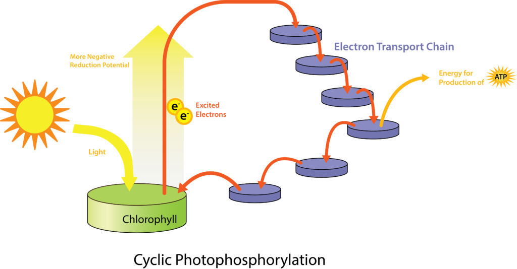 Figure depicting a general system of phototrophy involving an ETS. Photoexcitation of chlorophyll triggers reduction of the first component of the ETS, with chemiosmosis giving rise to a PMF leading to synthesis of ATP by the ATP synthase.