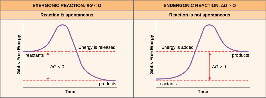 Graphs depicting the Gibbs free energy change of an exergonic reaction and an endergonic reaction