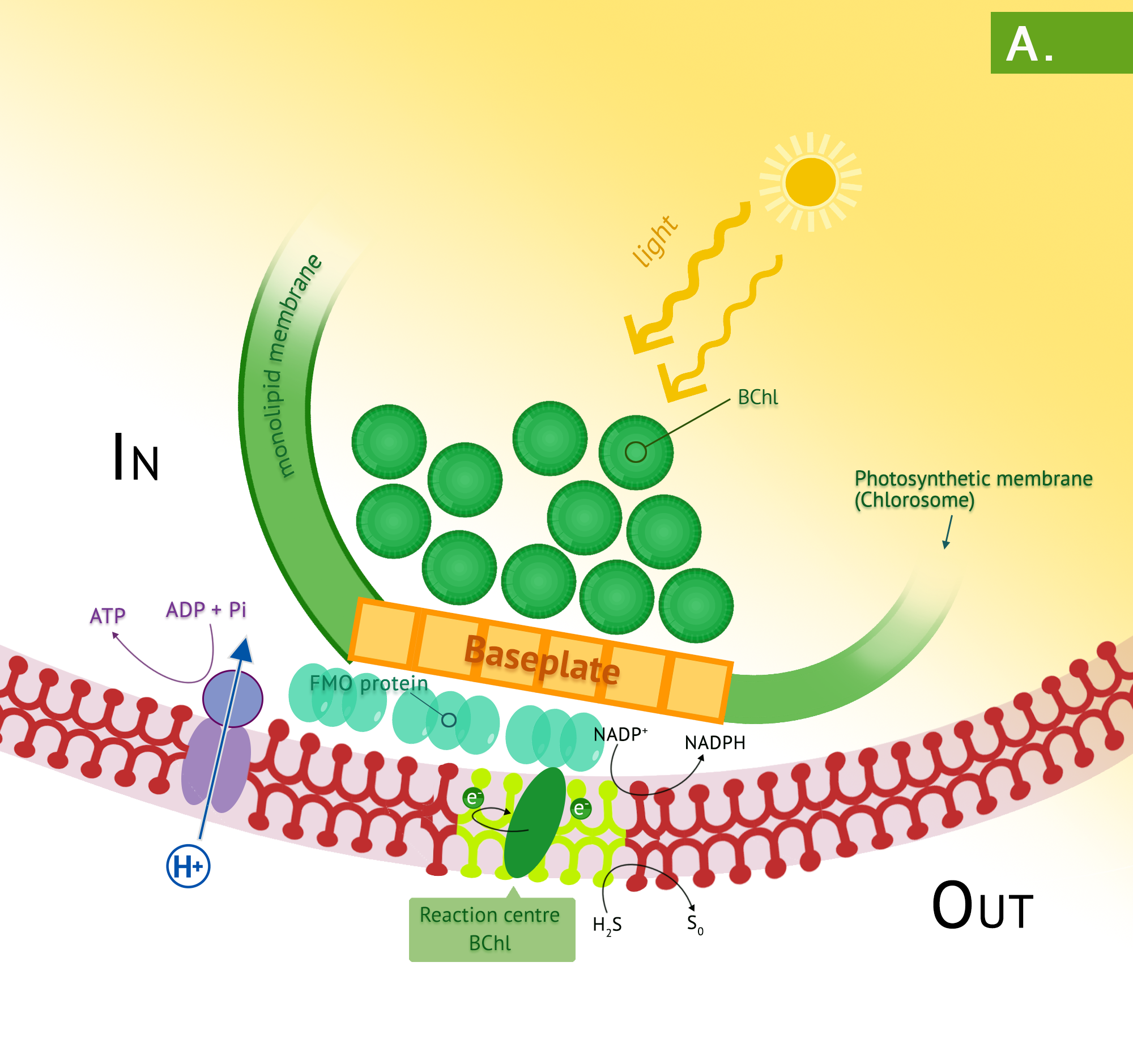 Panel A shows the chlorosomes of the green phototrophic bacteria. The photosynthetic antenna complex of the green phototrophs occurs in chlorosomes. These transfer energy to the green photosystem in the plasma membrane and PMF arising from the photosystem results in synthesis of ATP by the membrane-bound ATP synthase.