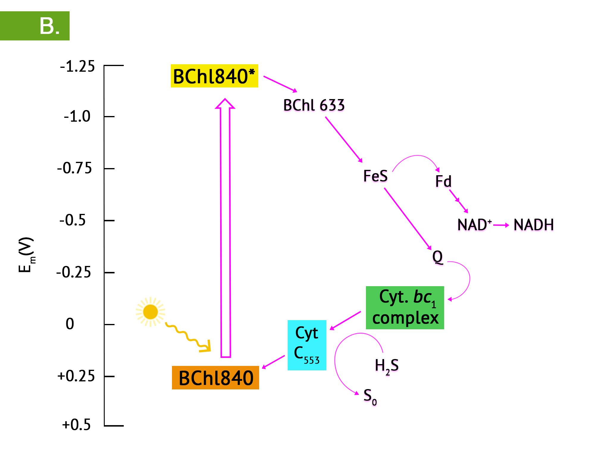 B - upon photoexcitation of the reaction centre bacteriochlorophyll, the strong reduction potential leads to the reduction of another BChl, an iron sulphur protein, then electrons either cycle back via quinones and cytochromes, or flow in an exergonic direction, to ferredoxin (Fd) and finally to NAD+. Noncyclic electron flow is accompanied by photolysis of sulphur compounds such as H2S.