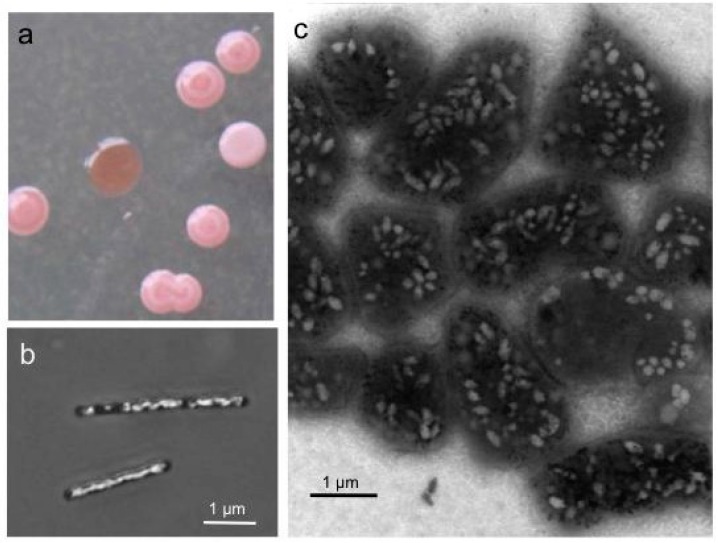 Colonies (a) and cells of Halobacterium salinarum producing gas vesicles (b,c).