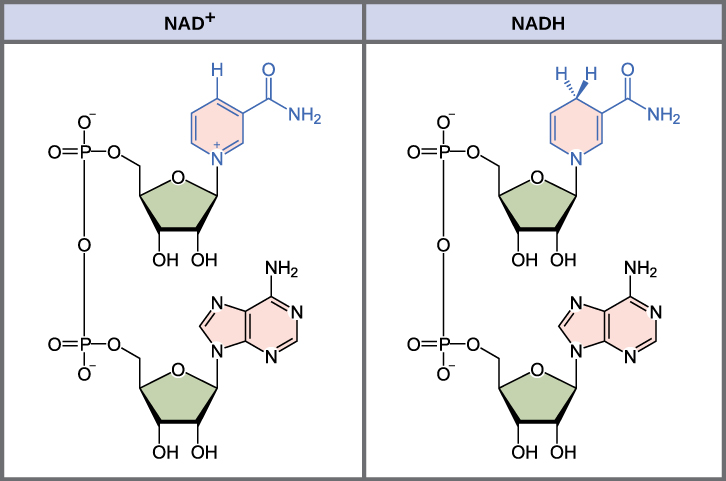 Structures of NAD+ versus NADH