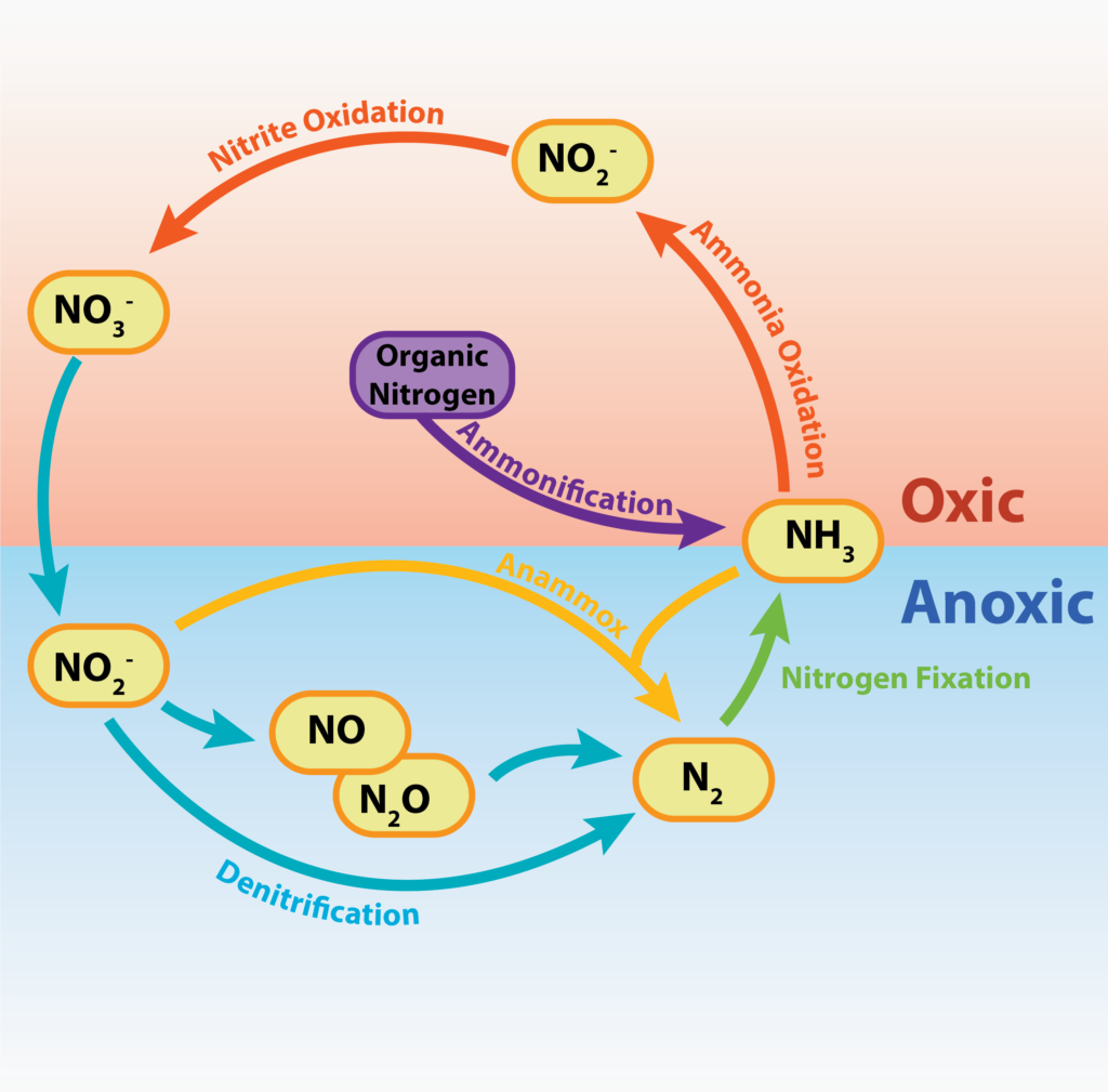 A figure that shows how nitrogen is cycled between various inorganic forms and organic N-containing compounds.