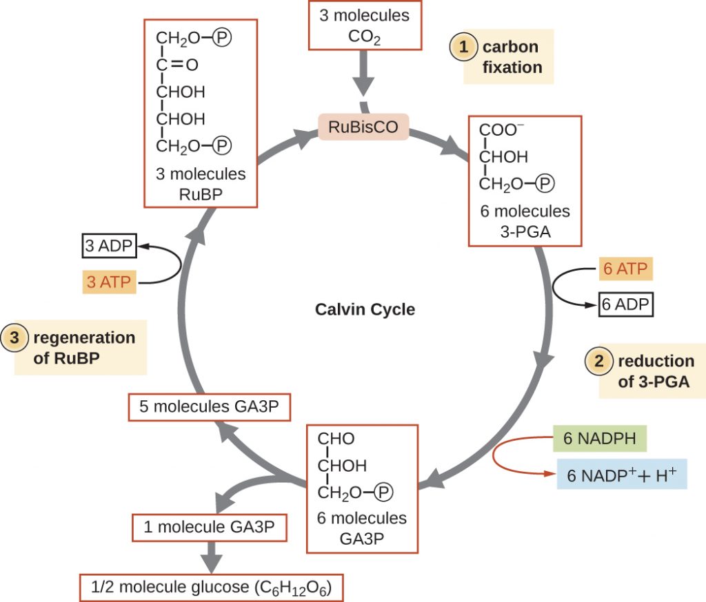 Diagram depicting the 3 stages of the Calvin-Benson cycle.