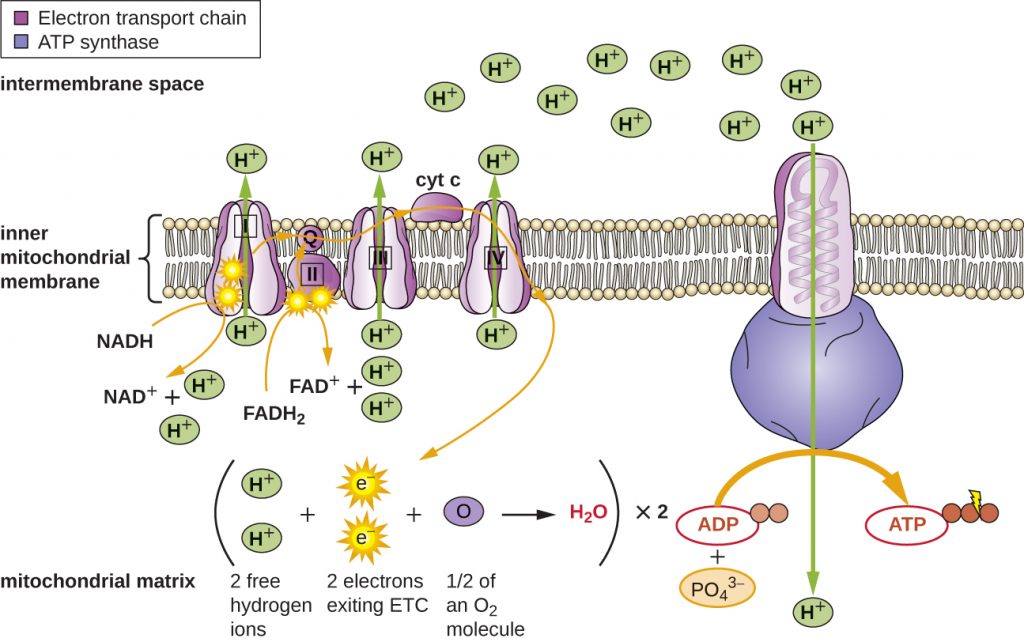 Diagram depicting the electron transport chain in the inner membrane of the mitochondrion.