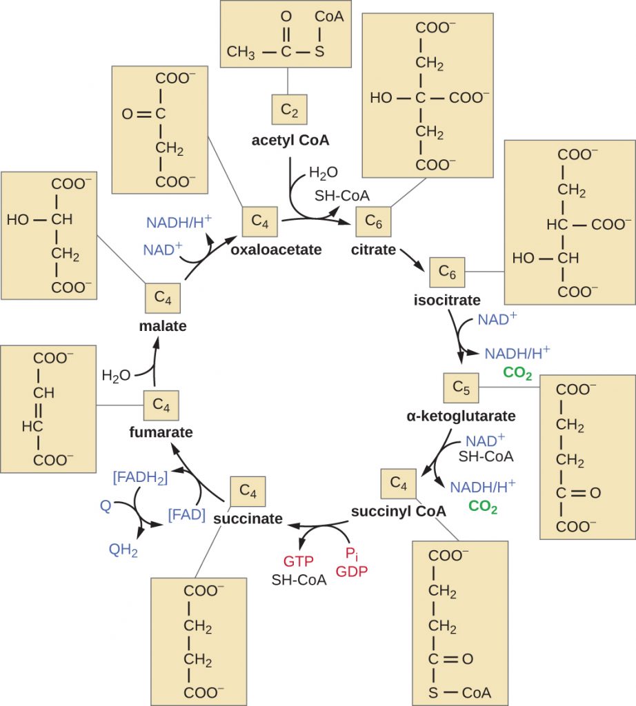 Diagram depicting the citric acid cycle.