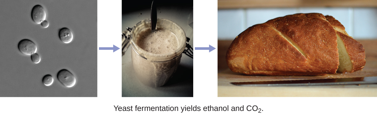 The figure on the left shows oval yeast cells. The middle photograph depicts a fermenting liquid while the photo on the right is a loaf of bread, the product of yeast fermentation.