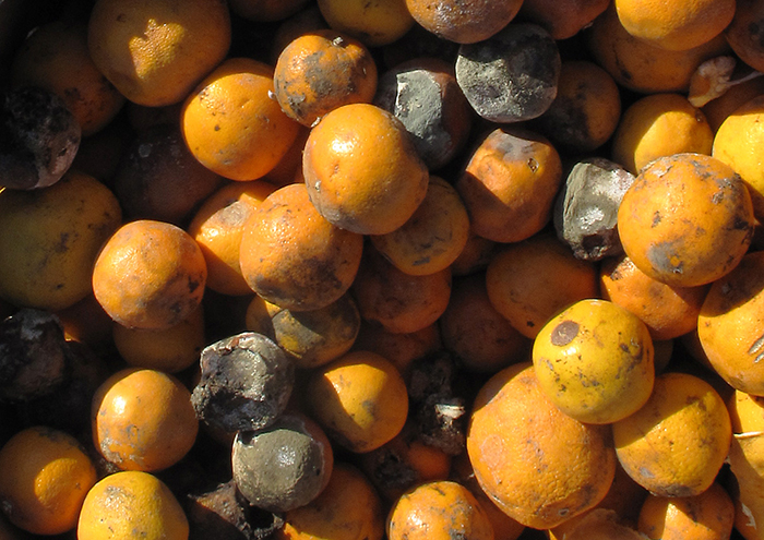 Photograph of mouldy oranges.