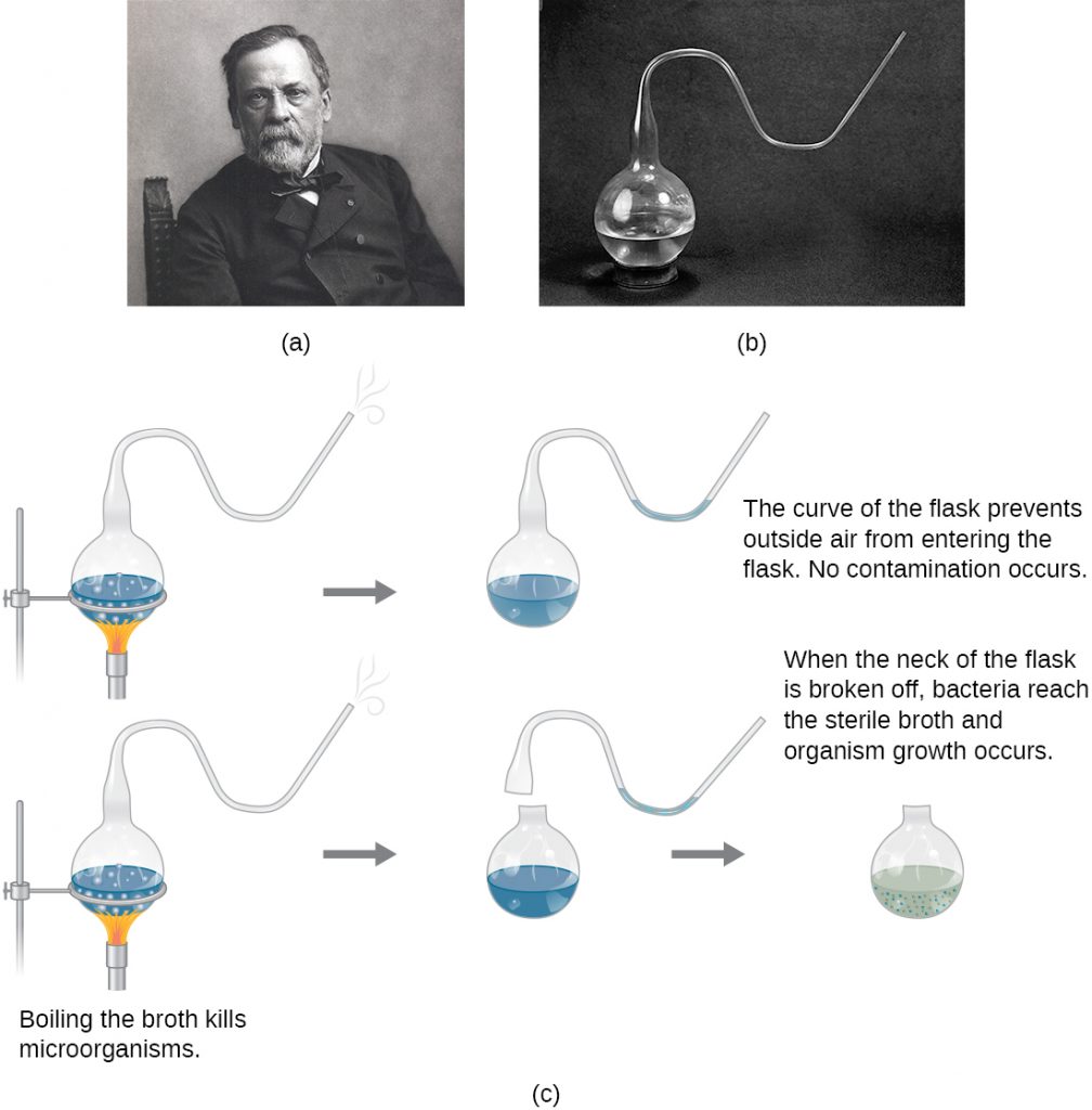 a) Photo of Louis Pasteur b) Photo of Pasteur’s swan-necked flask, c) A drawing of Pasteur’s experiment that disproved the theory of spontaneous generation.