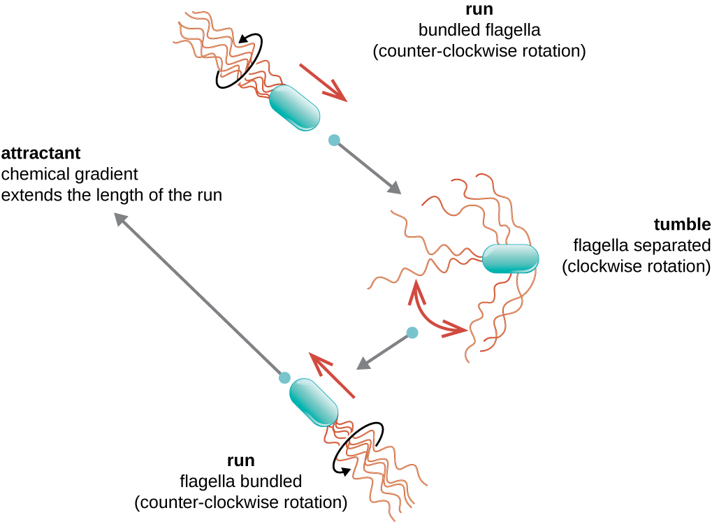 A diagram showing the run and tumble motion of motile bacteria.