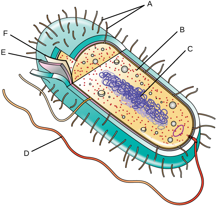 A diagram of a bacterial cell. The thick outer structure of the cell is not lableled. The next layer in (a thinner structure) is labeled E. A much thinner structure inside of that is labeled F. Inside of F is the main body of the cell. Small dots are labeled B. A long line forming a loop is labeled C. On the outside of the cell, short projections are labeled A and a long projection is labeled D.