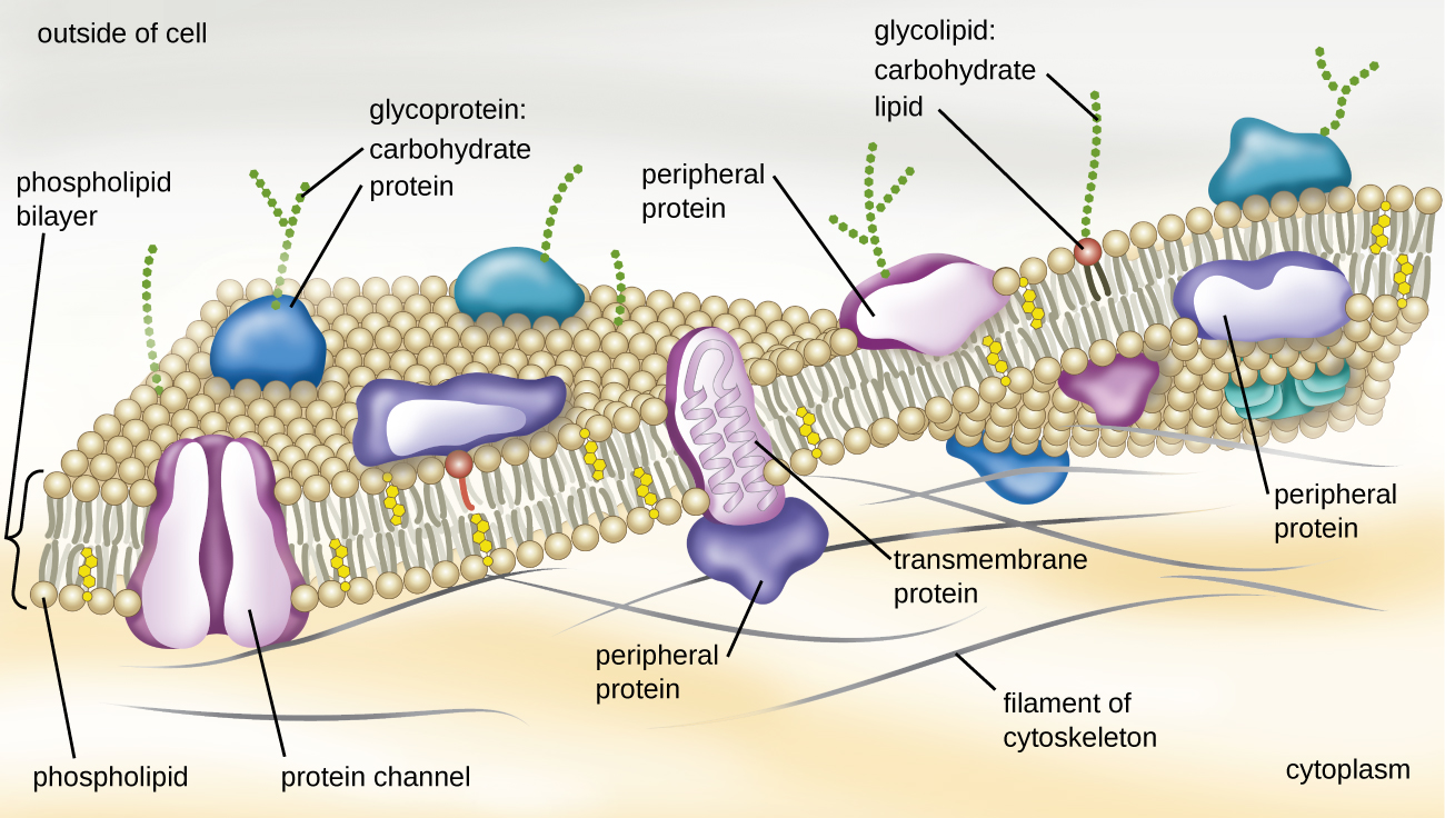 A drawing of the plasma membrane.