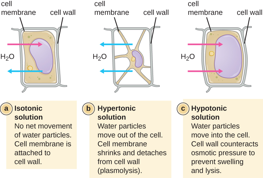 Diagram depicting the effects of differing osmolarity environments on cells with cell walls.