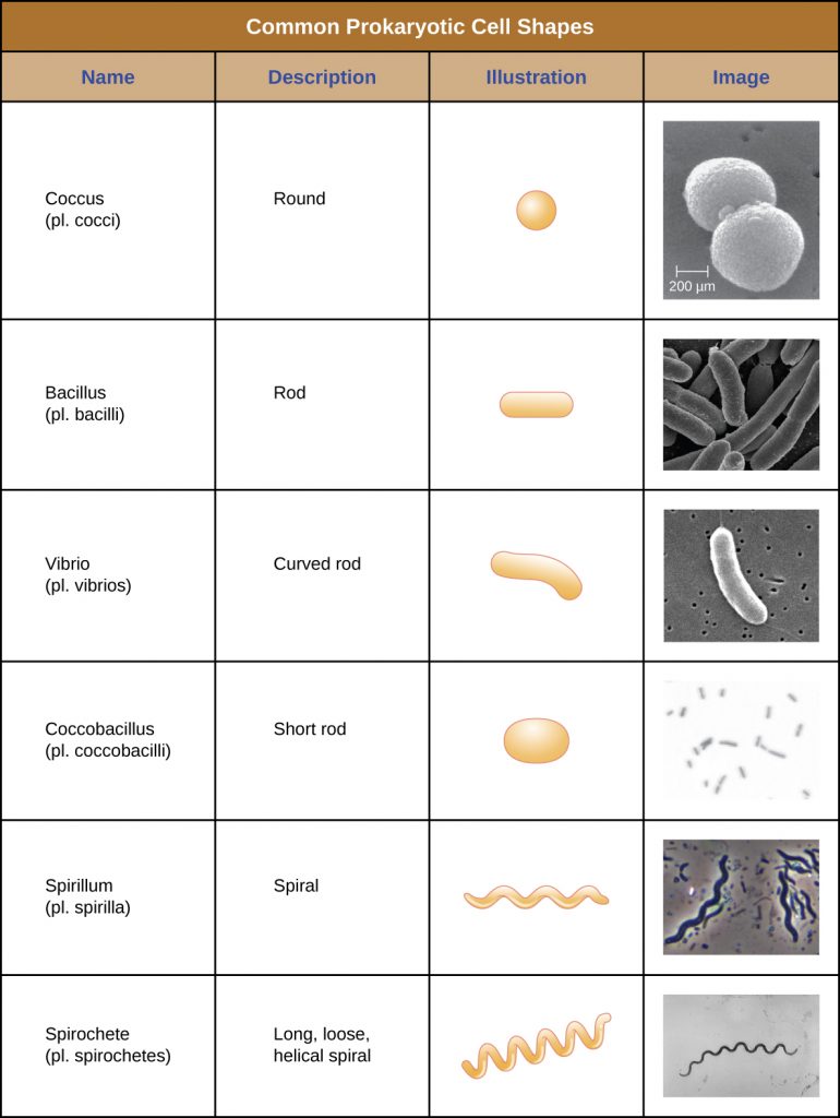 This is a table that summarizes the common prokaryotic cell shapes.