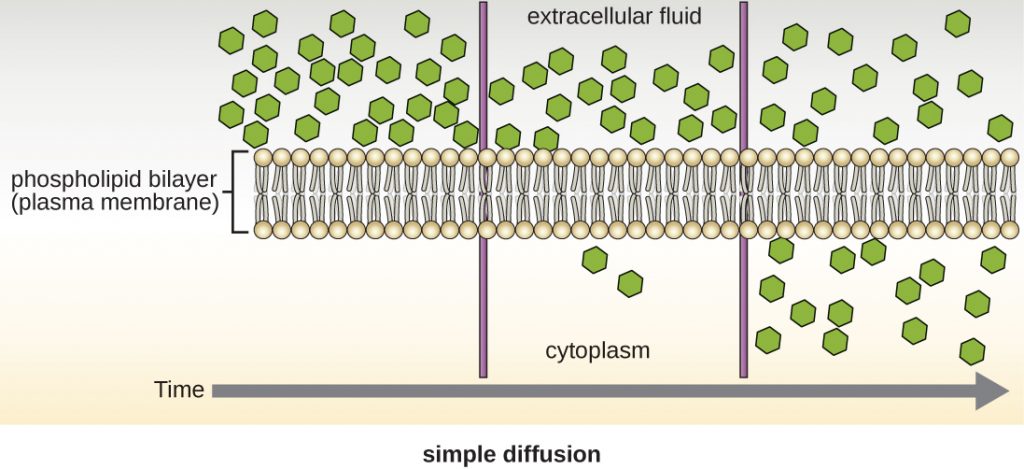 A diagram of simple diffusion.