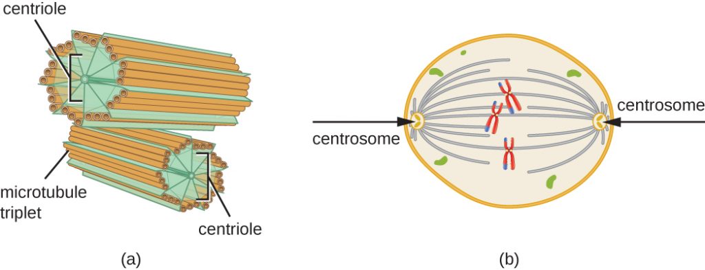 a) Centrosomes are shown as short tubes. The outside of these tubes is made of 9 sets of microtubule triplets. These sets are held together by lines labeled centrioles. B) Centrosomes are shown on the two poles of a cell. Lines connect the centrosomes to chromosomes in the centre of the cell.