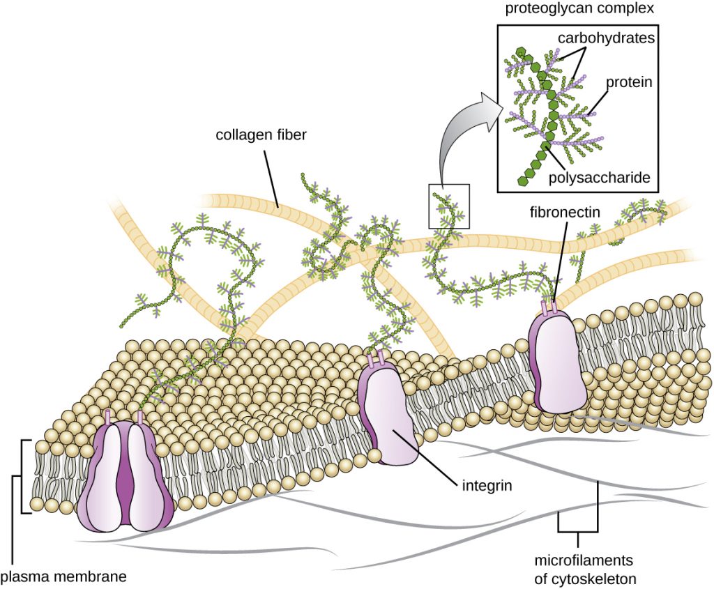 A drawing of the plasma membrane and extracellular matrix.