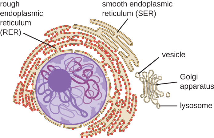 A diagram showing the nucleus and endomembrane system.
