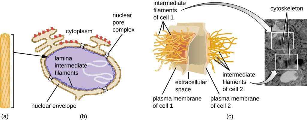 Diagram and electron micrograph depicting Intermediate filaments.