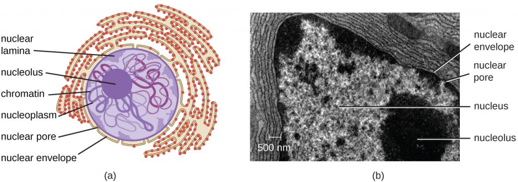 A diagram and electron micrograph showing the nucleus.
